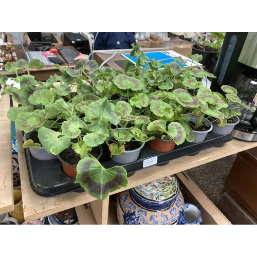 442 - 1 tray of 20 Geraniums