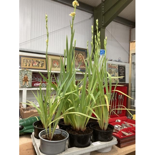 445 - 1 tray of 6 1L Sisyrinchium