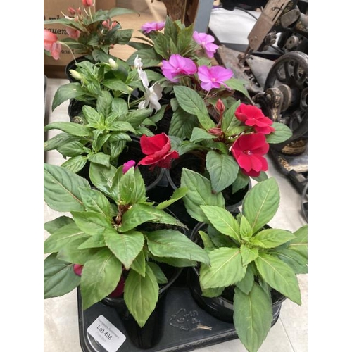 496 - 1 tray of 8 1L New Guinea Impatiens