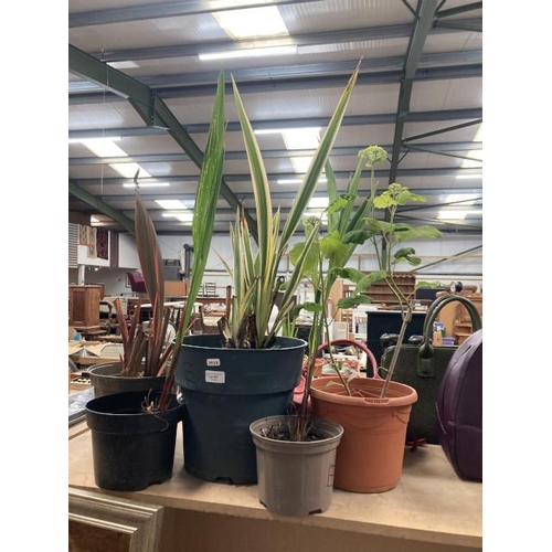 407 - 5 potted plants including Hydrangea , Phormium , 'Mauri Queen' and 'Crocosmia'