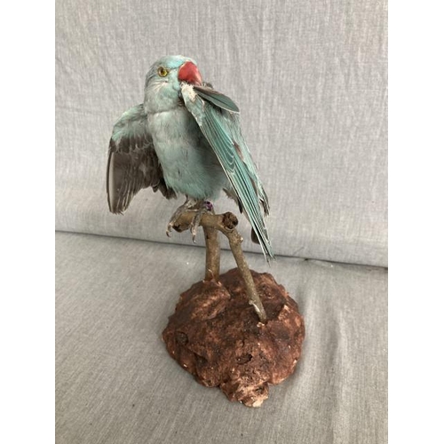 467 - Taxidermy Indian Ringneck