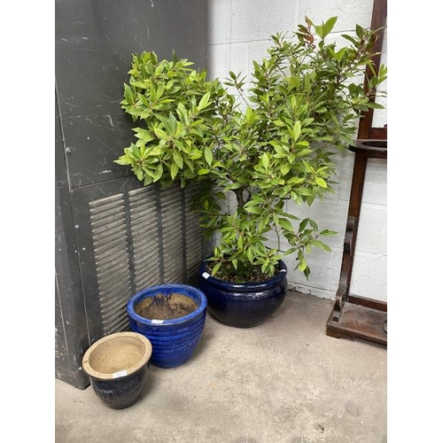 2 - Potted Bay Tree (Laurel) and 2 blue ceramic planters