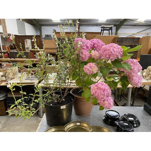 277 - 10 litre pot with flowering Hydrangea & 10 litre pot with Salvia Hot Lips