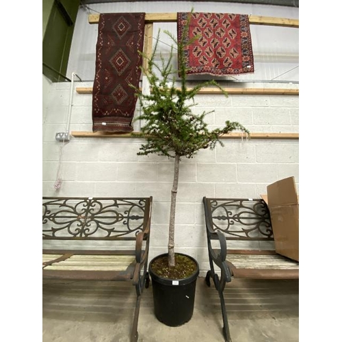 10 - Larix Decidua 25L 1/2 STD (£60.00 RRP)