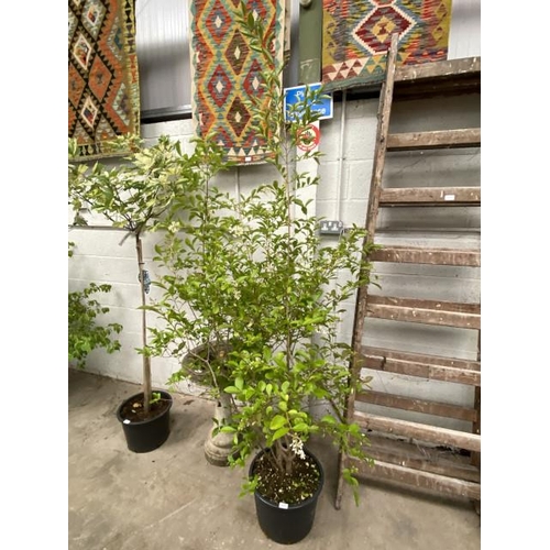 115 - Ligustrum Ovalifolium 20L 125/150cm (£40.00 RRP)