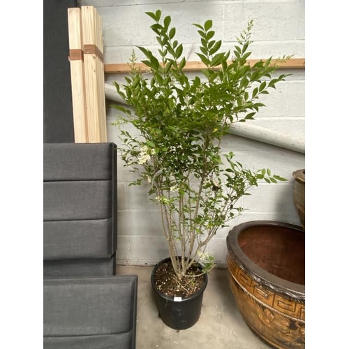 16 - Ligustrum Ovalifolium 20L 125/150cm (£40.00 RRP)