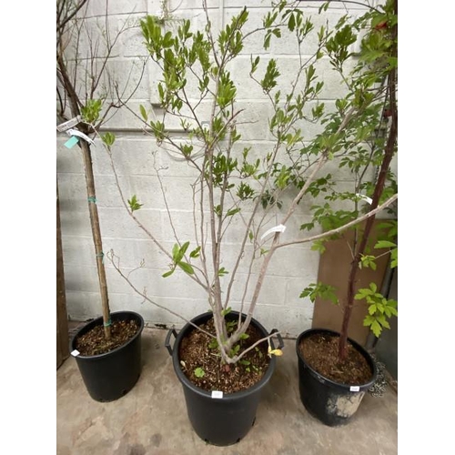 163 - Magnolia Stellata 50L 175/200cm (£180.00 RRP)