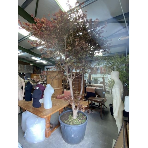 166 - Acer Palmatum 180L 250/300cm (£800 RRP) PLEASE ARRANGE YOUR OWN DELIVERY