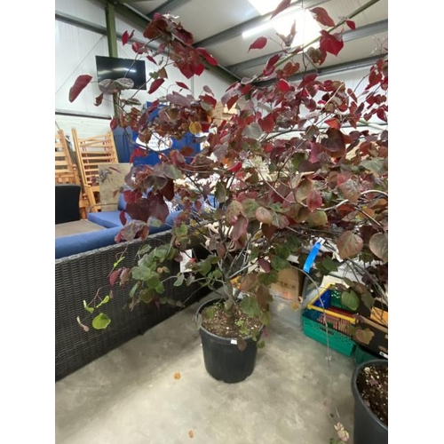 222 - Ceris Conadensis 'Forest Pansy' 45L 150/175cm (£250.00 RRP)