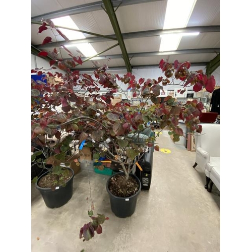 223 - Cercis Canadensis 'Forest Pansy' 45L 150/175cm (£250.00 RRP)