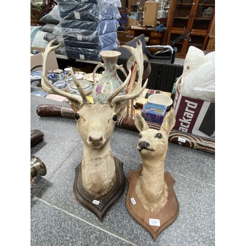 264 - Taxidermy wall mounted Stag & Doe (As seen)