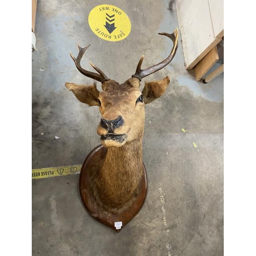 354 - Wall mounted taxidermy Stags head