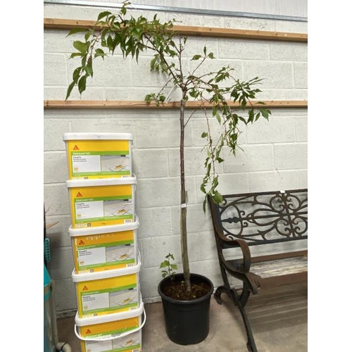 4 - Prunus Kikushidare Sakura 20L 1/2 STD (£45.00 RRP)