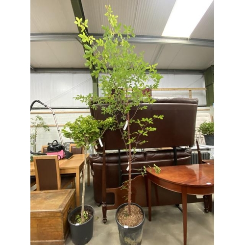 46 - Acer Griseum 20L 150/175cm (£165.00 RRP)