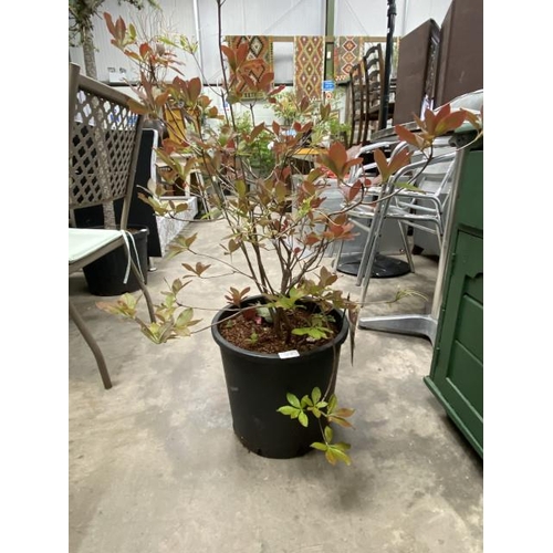 48 - Azalea Deciduous 25L (£65.00 RRP)