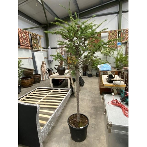 50 - Larix Decidua 25L 1/2 STD (£60.00 RRP)