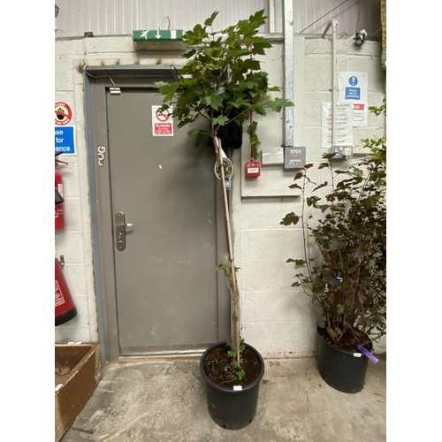 55 - Acer Pseudoplatanus Brilliantissim 20L STEM (£45.00 RRP)