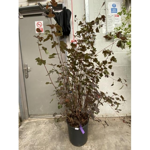 56 - Physocarpus Opulus Diabolo 18L (£75.00 RRP)