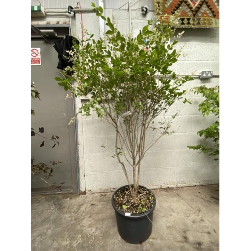 57 - Ligustrum Ovalifolium 20L 125/150cm (£40.00 RRP)