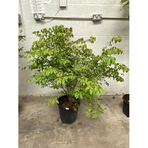 60 - Euonymus Alatus Compactus 20L 80/100cm (£80.00 RRP)