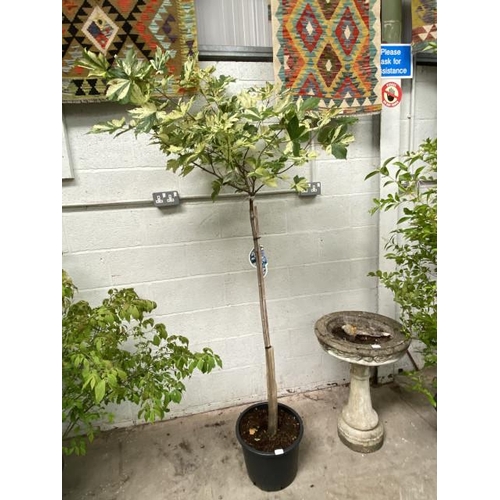 61 - Acer Pseudoplatanus Brilliantissim 20L STEM (£45.00 RRP)