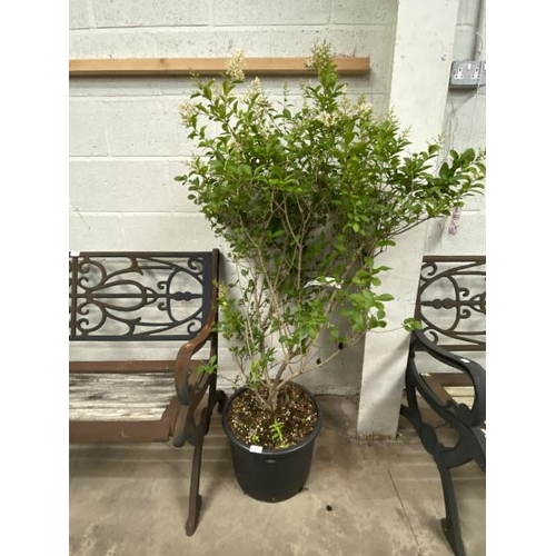 7 - Ligustrum Ovalifolium 20L 125/150cm (£40.00 RRP)