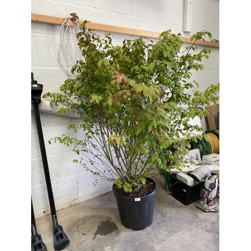 17 - Euonymus Alatus Compactus 20L