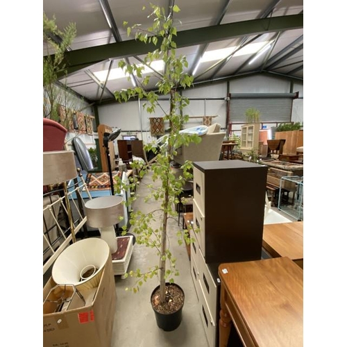 44 - Betula Pendula 10L (345.00 RRP)