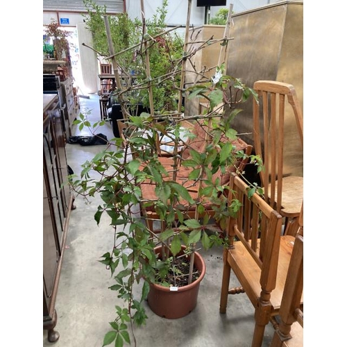 519 - Parthenocissus Trellis