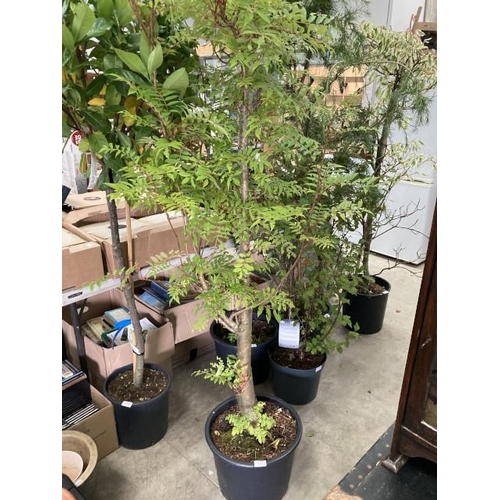 545 - Sorbus Comm Embley 20L (£45.00 RRP)