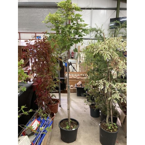 546 - Acer Pseudoplatanus Brilliantissim 20L (345.00 RRP)