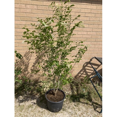 10 - Ligustrum Ovalifolium 20L (£40.00 RRP)