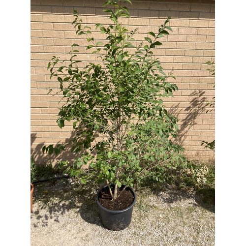 13 - Ligustrum Ovalifolium 20L (£40.00 RRP)