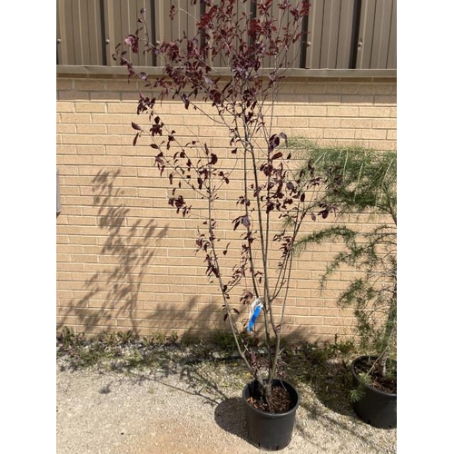 135 - Prunus Cerasifera ‘Pissardii’ 15L (£60.00 RRP)