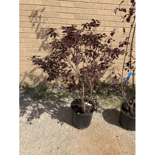 136 - Cotinus Coggygria ‘Royal Purple’ 18L (£75.00 RRP)