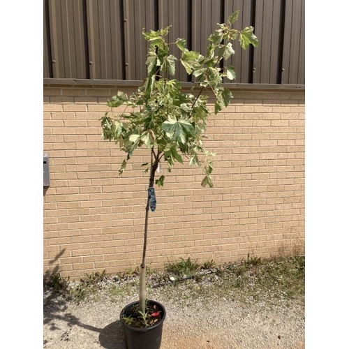 162 - Acer Pseudo Simon-Louis Freres 20L Stem (£45.00 RRP)