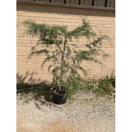 163 - Cedrus Deodara 10L