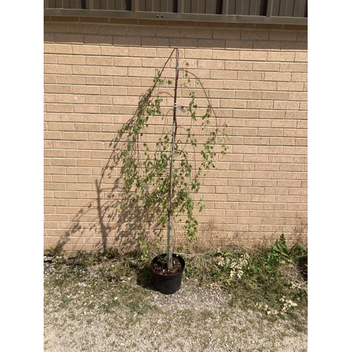 2 - Betula Pendula Youngii 10L (£45.00 RRP)