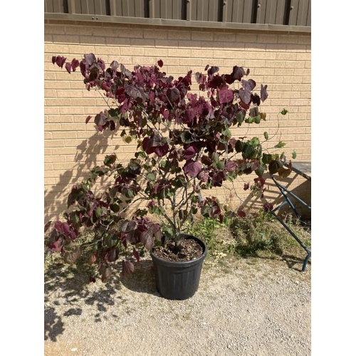 22 - Cercis Canadensis Forest Pansy 45L (£250.00 RRP)