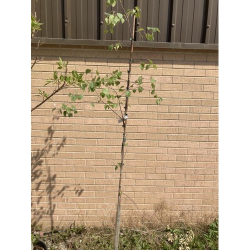 228 - Betula Pendula 10L (£45.00 RRP)