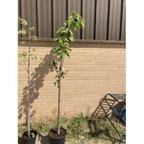 229 - Prunus Amanogawa 20L 1/2 STD (£60.00 RRP)