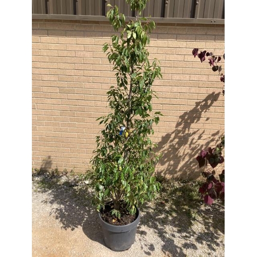 23 - Prunus Lusitanica Angustifolia 35L (£95.00 RRP)