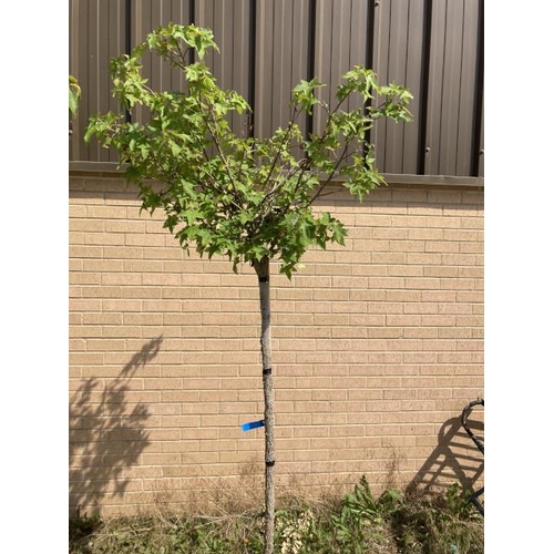 248 - Liquidambar Styraciflua Gumball 18L (£130.00 RRP)