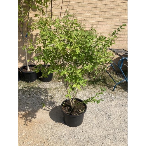 250 - Ligustrum Ovalifolium 20L (£40.00 RRP)