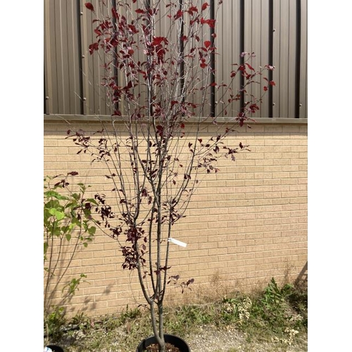 251 - Prunus Cerasifera Nigra 30L (£100.00 RRP)