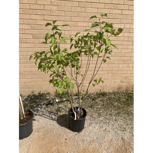 252 - Syringa v Souvenir de Louis Spaeth 15L (£55.00 RRP)