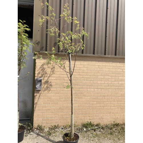 255 - Sorbus ‘Sheerwater Seedling’ 20L (£50.00 RRP)