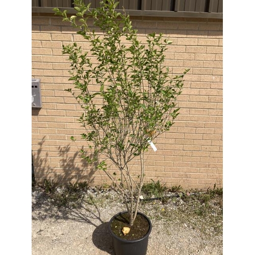 256 - Ligustrum Ovalifolium 20L (£40.00 RRP)