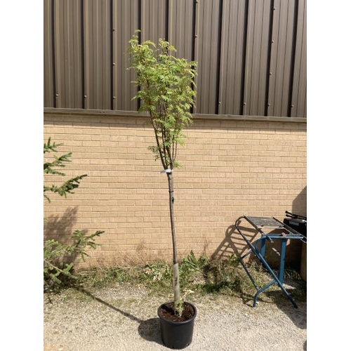 257 - Sorbus ‘Autumn Spire’ 20L (£50.00 RRP)