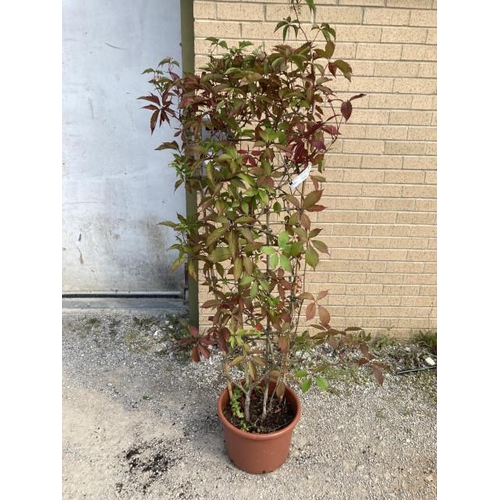 258 - Parthenocissus 20L (£65.00 RRP)